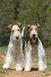 FOX TERRIER 262